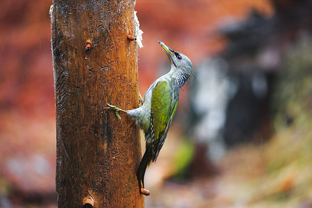 单身敲可怜在一个雨春林中的灰头伍德皮克男性森林水平木头灰色啄木鸟野生动物冲击木工阳光背景
