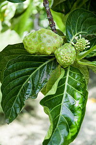 果热带食物营养绿色植物水果叶子营养素海棠药品高清图片