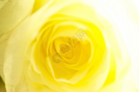 玫瑰背景花店黄色奶油状植物宏观背景图片