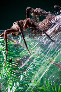 网上有小蜘蛛的大型捕蜘蛛网络婴儿女性钓鱼灌木背景图片