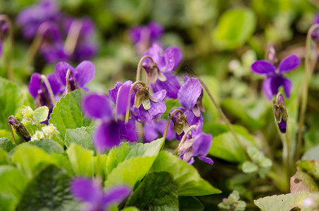 紫外特写花朵背景图片