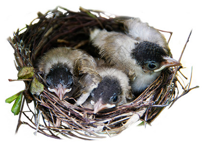 束状肌鸟巢中的幼鸟新生野生动物生长房子季节生活家禽雏鸟童年翅膀背景