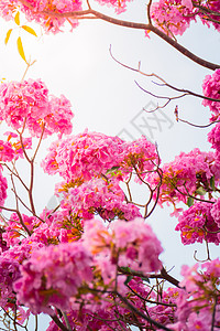 美丽的背景与鲜花玫瑰花束假期奶油母亲卡片植物艺术边界邀请函生长背景图片