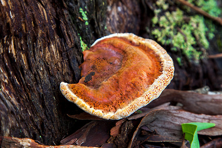 毛壳藻新南威尔士的蘑菇 澳大利亚 舍勒索林背景