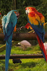 金刚芭比永远最好的朋友伙伴鸟舍野生动物尾巴情调热带脚趾鹦鹉雨林异国背景
