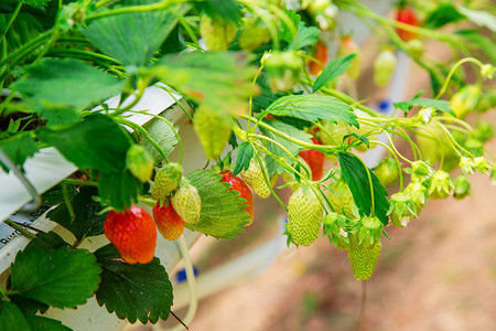 草莓屋在绿屋种植的有机草莓植物浆果营养农场场地食物生物生产农业叶子糖浆背景