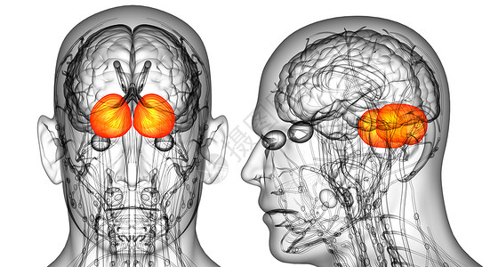 3D 提供人体脑脑医学插图的医学说明3d脑桥颅骨大脑脑壳嗅觉髓质垂体小脑解剖学背景图片