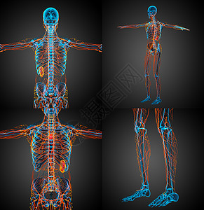 3d 提供淋巴系统医学图解器官3d细胞节点蒸汽医疗血管航海癌症渲染背景图片