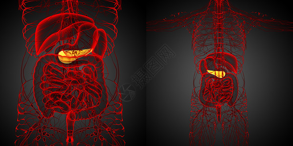 瘿3d 医疗证明板条的插图胰脏膀胱渲染3d胰腺胆囊胆道器官背景