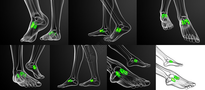 3d 提供医学上对中脚骨的插图楔形渲染指骨文字跗骨长方体跖骨3d医疗骨头背景图片