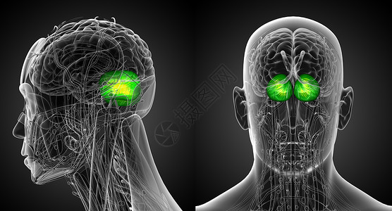 3d 提供人体脑脑医学插图的医学说明背景图片