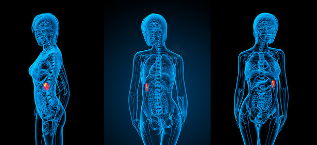 补脾3d 提供脾脏的医疗插图生物学病人x光药品3d渲染解剖学诊断健康器官背景
