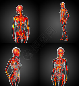 人体脊柱3D为人体骨骼提供医学插图骨头x光医疗治疗渲染骨科颅骨3d脊柱关节背景