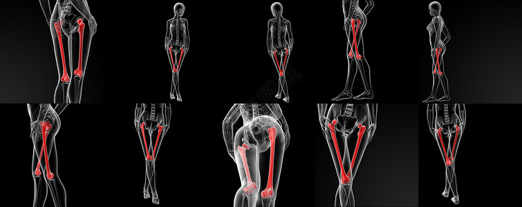 腓骨3D 显示股骨骨的插图肩胛骨男性3d肋骨锁骨胸骨椎骨女士坐骨髌骨背景