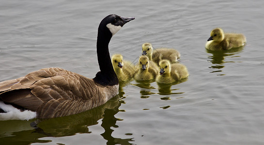 美丽的背景与年轻家庭 加拿大鹅游泳的年轻家庭棕色野生动物明信片黄色绿色小鸡照片灰色黑色动物背景图片