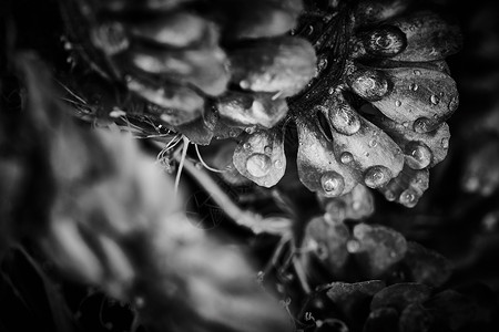 干燥的植物巨型宏观 用雨滴特写视图悲哀闪光黑与白黑色戏剧性植物学植物群文本背景死亡背景图片