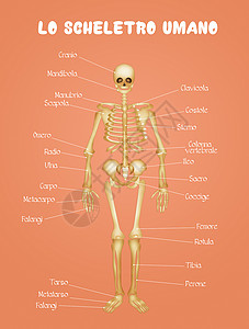 系统图人类骨骼图药品骨头解剖学图表关节身体生理学习科学方案背景