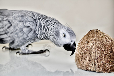 椰子和非洲灰色鹦鹉背景图片