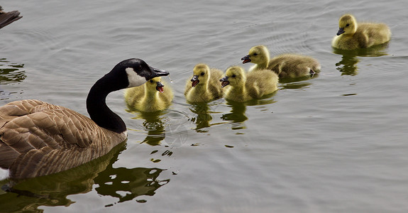 安大略一个年轻的加拿大鹅家庭游泳的美丽孤立照片黄色黑色动物国家野生动物眼睛棕色灰色明信片绿色背景