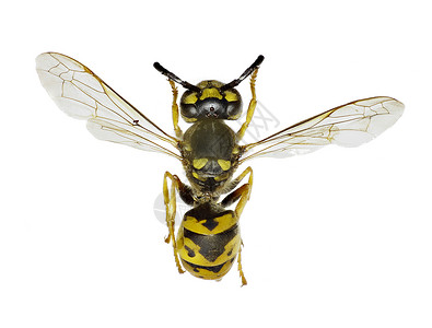 黄蜂科有色有条纹的高清图片