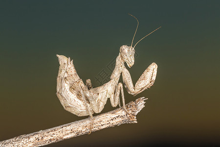 尼亚昆虫学科学宏观显微镜细节动物脆弱性高清图片