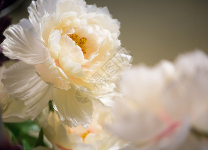 白色美丽的人工花朵紧闭背景图片
