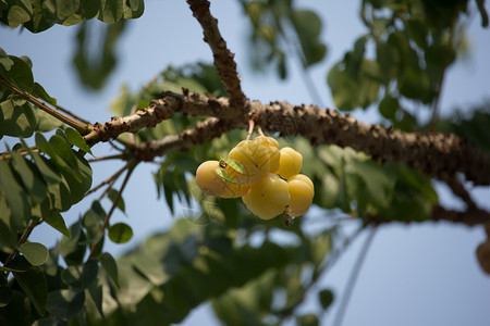 离星星更近的鹅莓绿色醋栗植物黄色种子食物热带团体水果背景图片