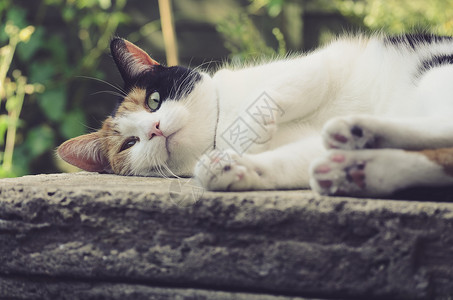 石鳖科美丽的卡利科猫 躺在石头上背景