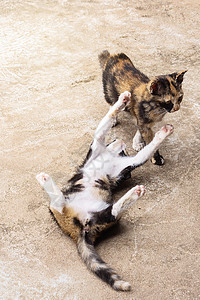 玩耍的猫两只可爱的小猫在地板上玩耍 野外的Kittens团体奶油爪子哺乳动物毛皮动物睡眠乐趣宠物花园背景