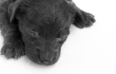 睡在白色背景上 有选择性f的狗肉背景图片