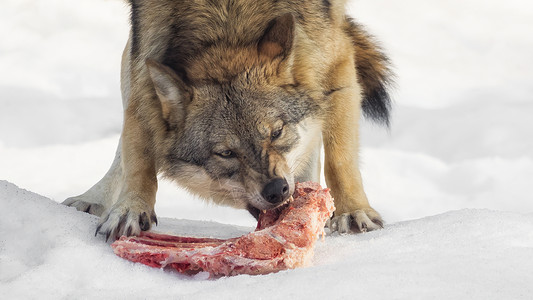 动物肉野狼吃肉 直接看着摄像头背景