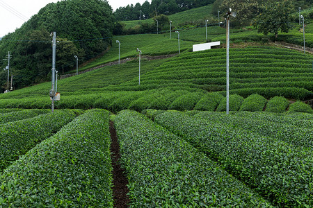 静冈绿色茶叶厂环境场景种植园农场植物旅行场地风景叶子农村背景