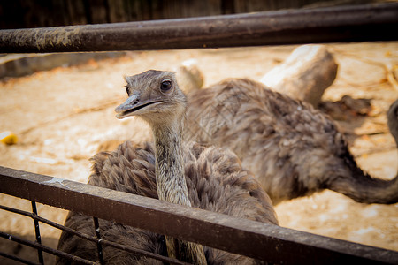 食人鲳动物园的棕色食人动物园动物生活农场跑步微笑眼睛脖子野生动物荒野羽毛背景
