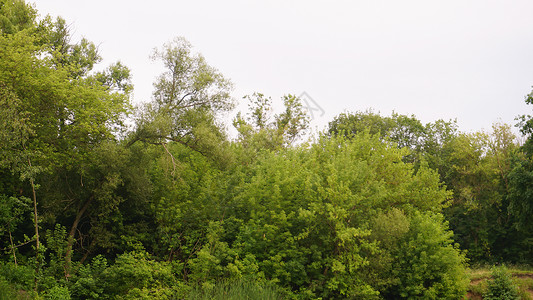 树形图在河边的绿树顶上背景