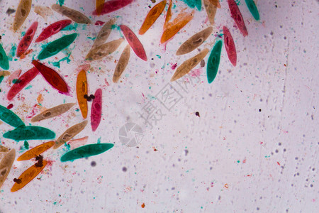 显微镜下的草履虫在 c 中的抽象形状浮游尾骨生物标本动物群生物学共轭动物学宏观显微背景