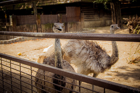 食人鲳动物园的棕色食人动物园荒野跑步动物微笑栅栏生活脖子农场野生动物眼睛背景