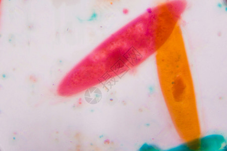 显微镜下的草履虫在 c 中的抽象形状插图显微细胞橙子池塘标本科学尾骨浮游艺术背景