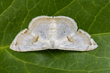斯特里亚绿叶上的蝴蝶Moth图像荒野脊椎动物昆虫昆虫学孔雀皇帝动物野生动物树叶动物群背景