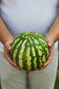 年轻人手里拿着一整顿西瓜 健康的概念条纹水果绿色男人木头男性红色阳光农民食物背景图片