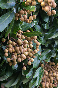 蒋泰国北部的长谷水果食物热带生产农民细绳甜点团体树叶花园季节背景