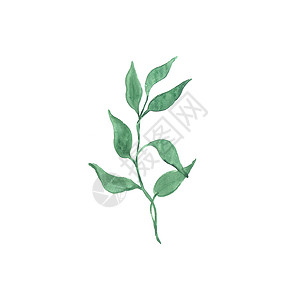 手绘植物装饰花孤立在白色背景上的明亮水彩叶插图绘画卡片枝条叶子横幅水彩艺术刷子装饰背景