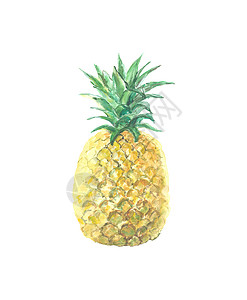 白上孤立的菠萝单张图片背景图片