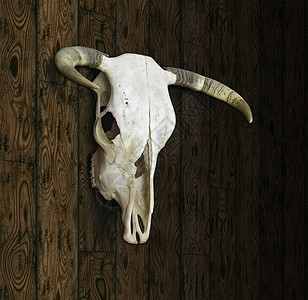 牛骨骨骼动物沙漠奶牛牛骨架骨架颅骨兽骨死动物头骨背景图片
