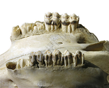 牛牙健康牙齿动物背景图片