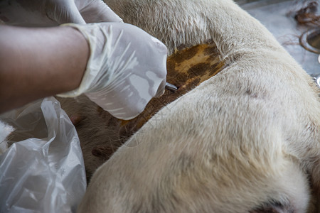 宠物绝育兽医在狗体内的绝育手术工作桌子程序宠物治疗哺乳动物外科工具切口医生背景