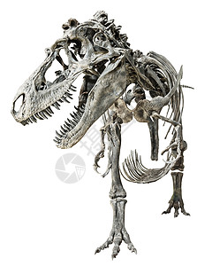 古萨诺暴龙雷克斯骨架 在孤立的背景上古生物学怪物数字捕食者颅骨动物爬虫恐龙玩具侏罗纪背景