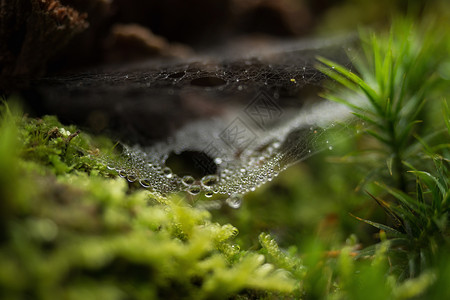 水蜘蛛雨滴森林中的蜘蛛网花园蛛网框架陷阱丝绸艺术蜘蛛季节圆圈水滴背景