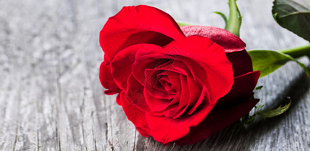 红玫瑰在木材上灰色桌子假期乡村木头红色说谎背景图片