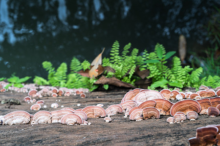 许多蘑菇在木材上近距离拍摄蘑菇菌类林地药品侧耳木头叶子灵芝毒菌宏观蔬菜背景
