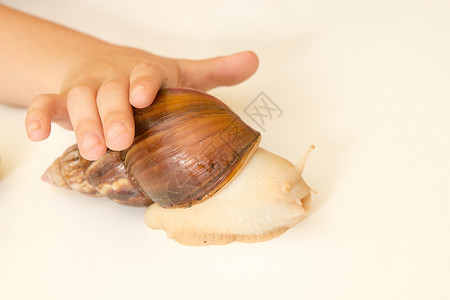 大宠物蜗牛非洲Achatina蜗牛在家中手牵手 关门鼻涕虫速度手指宠物贝类房子运动土地容器花园背景